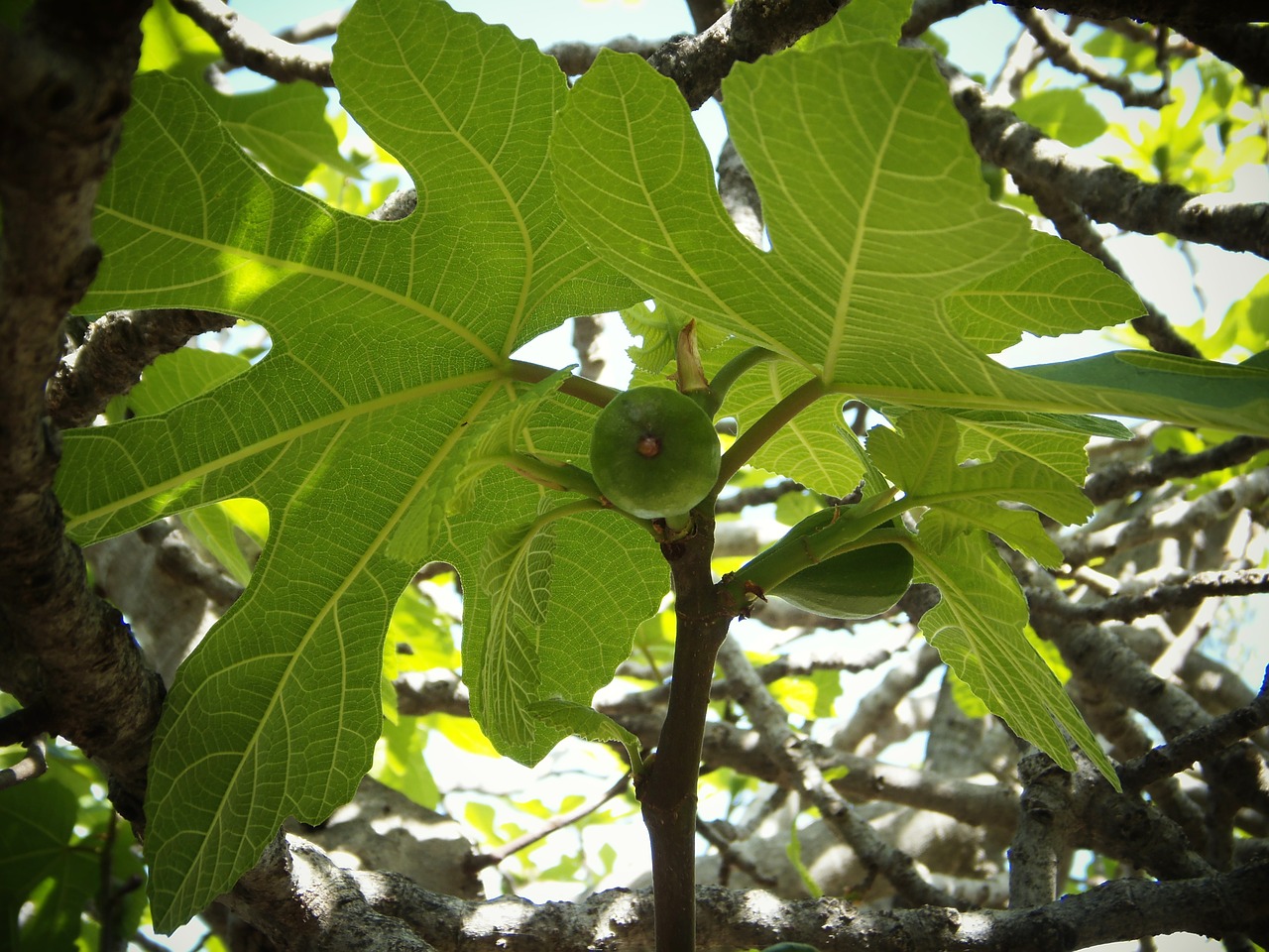 fig tree green leaves fruit free photo