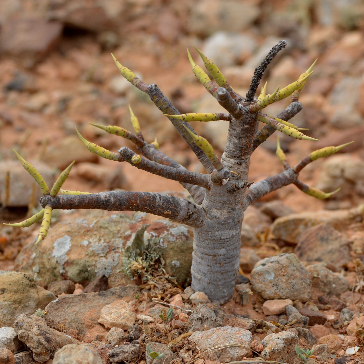 fig tree nature shoots free photo