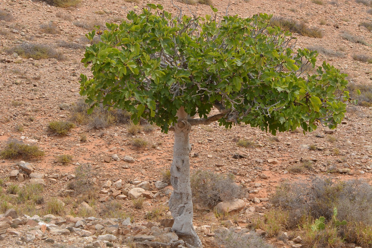 fig tree nature tree free photo