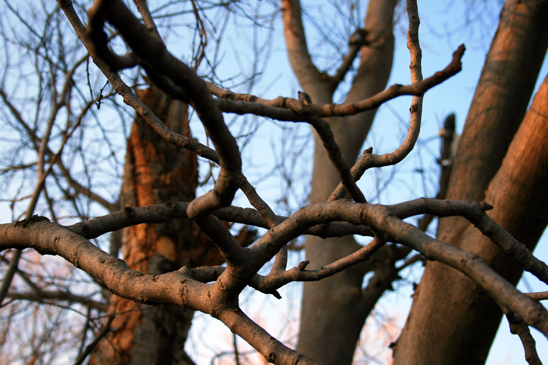 tree branches bare free photo