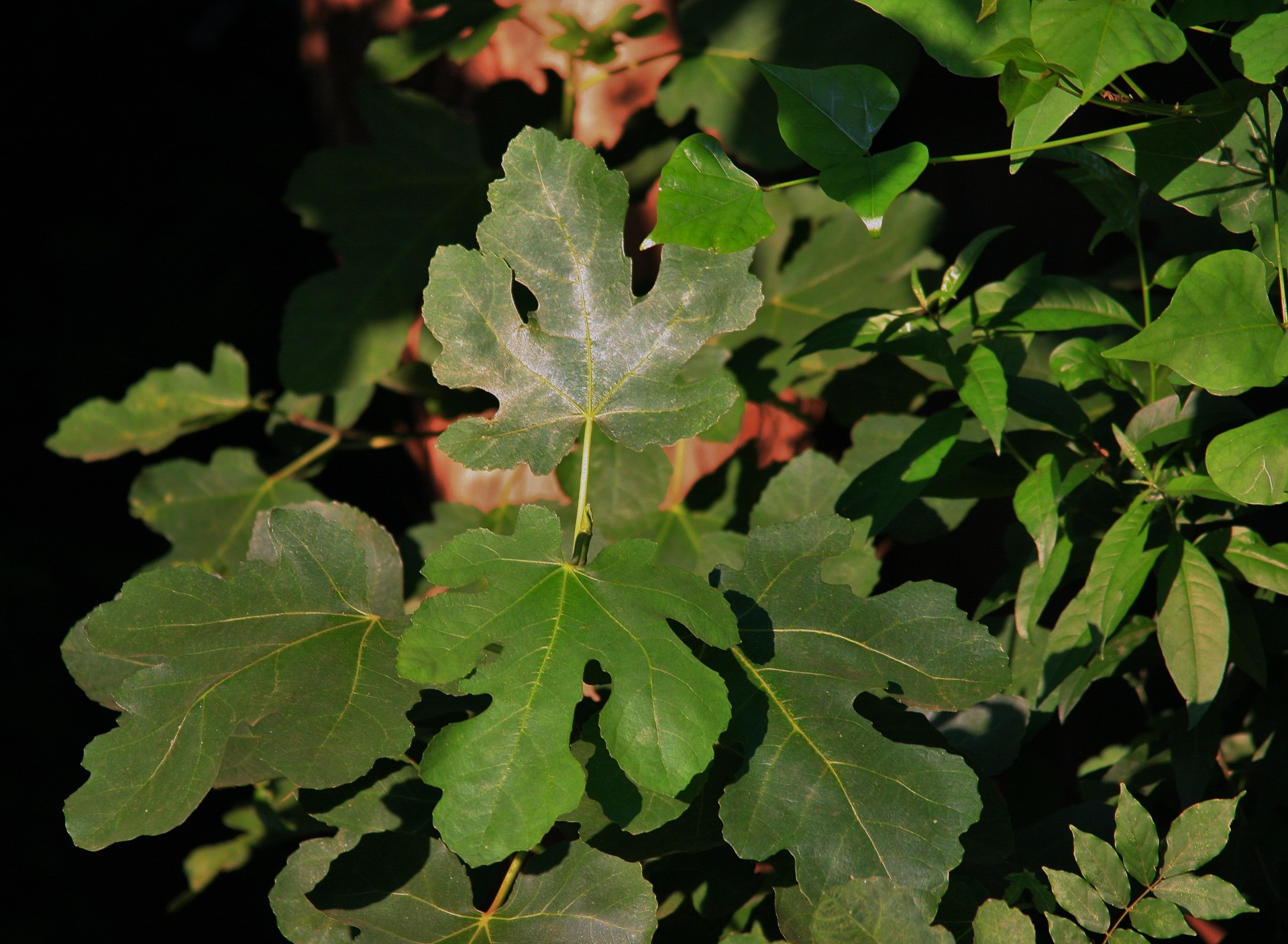 leaves large lobed free photo