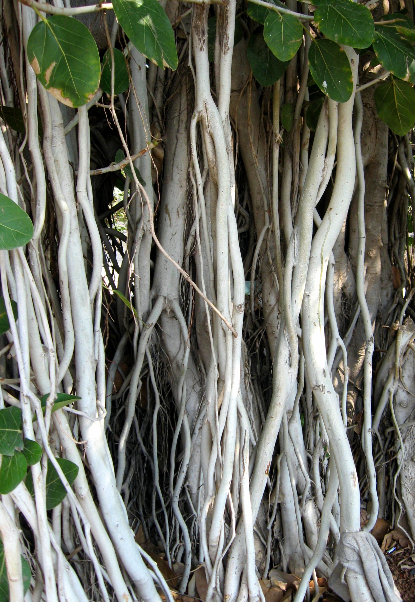 banyan fig tree free photo