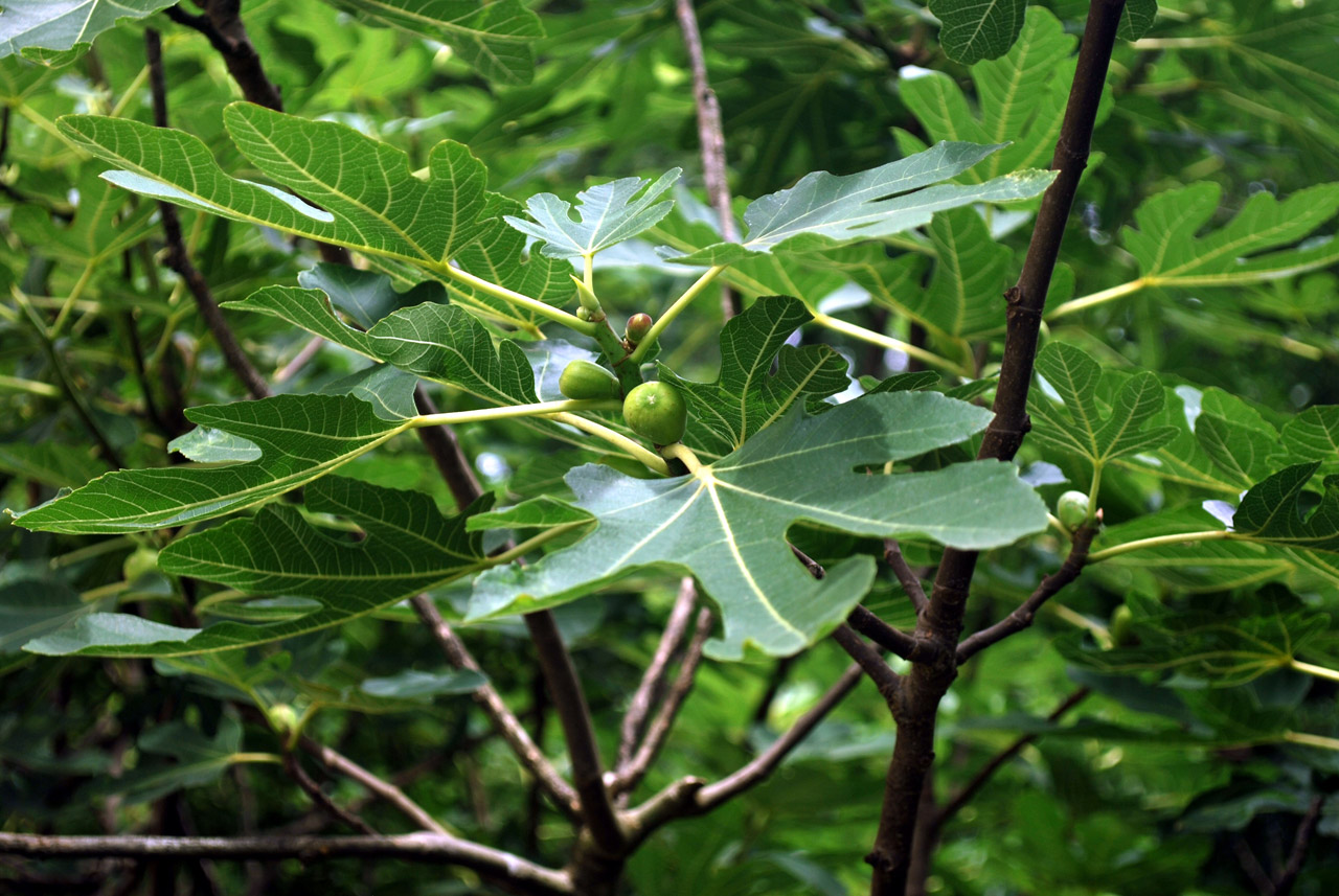 fig tree fruit free photo