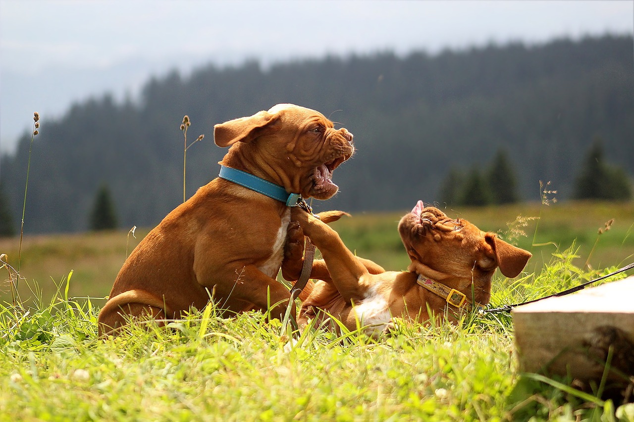 fight game dogue de bordeaux free photo