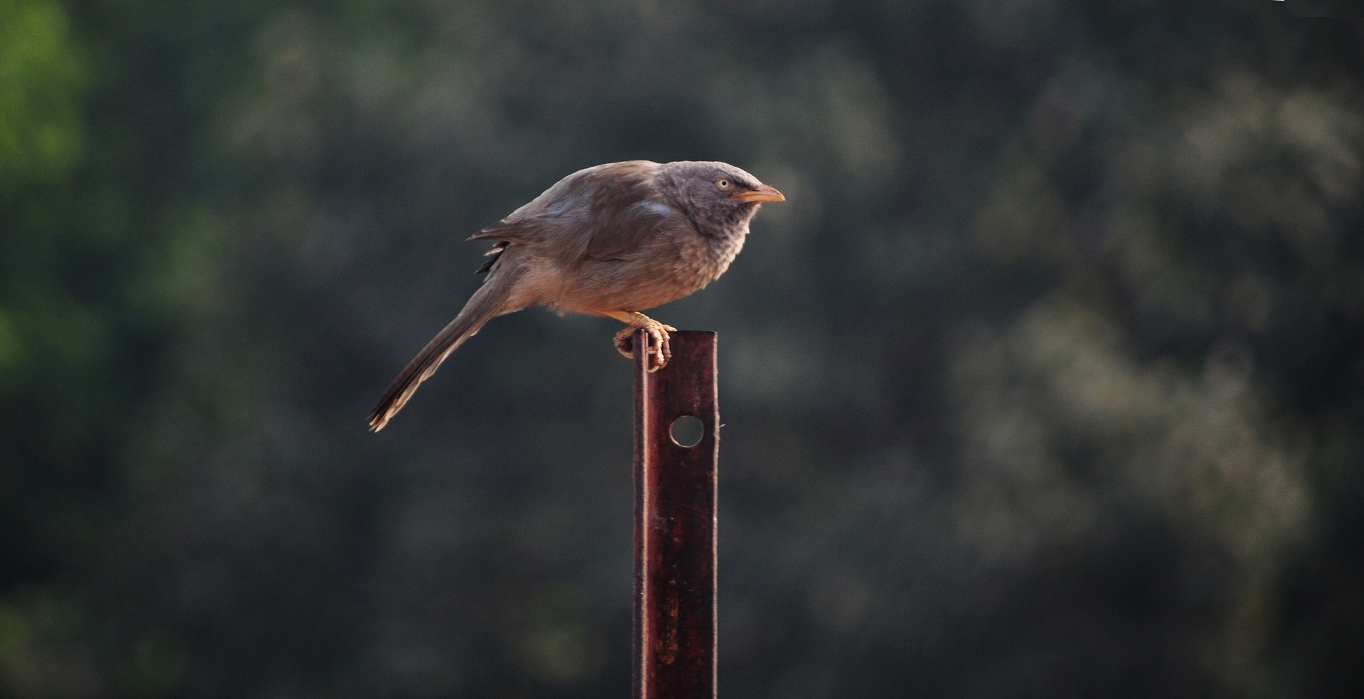 bird mynnah feather free photo