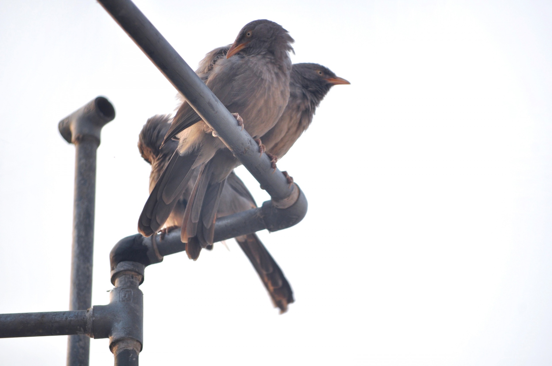 bird mynnah feather free photo