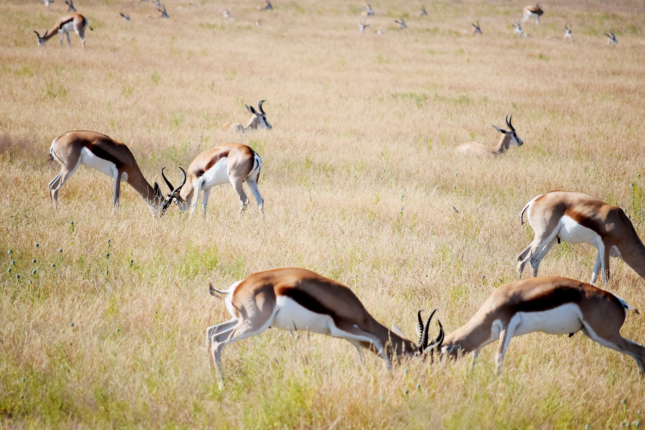 fighting  springbok  grass free photo
