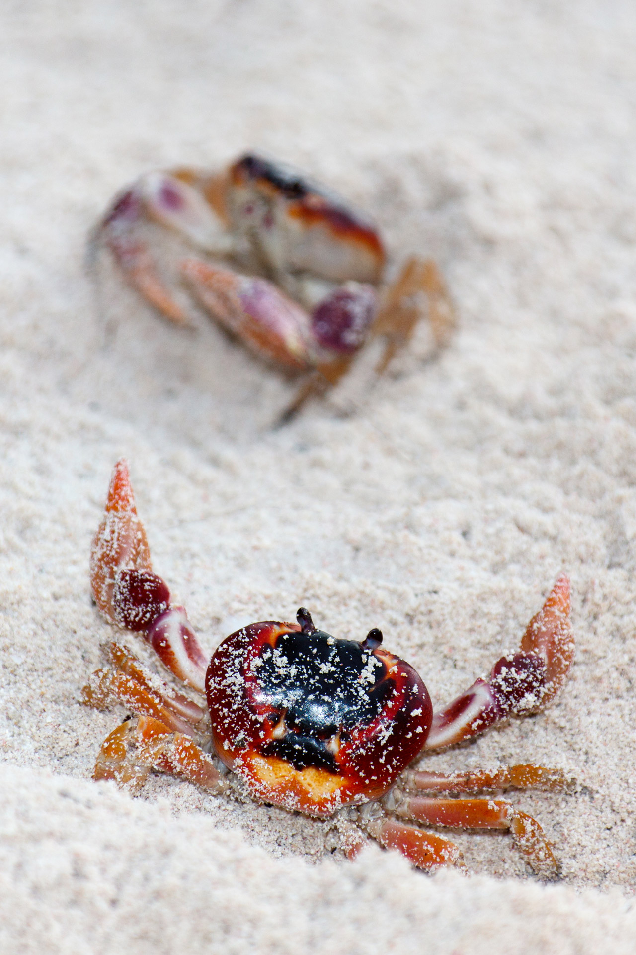 crab animal marine free photo