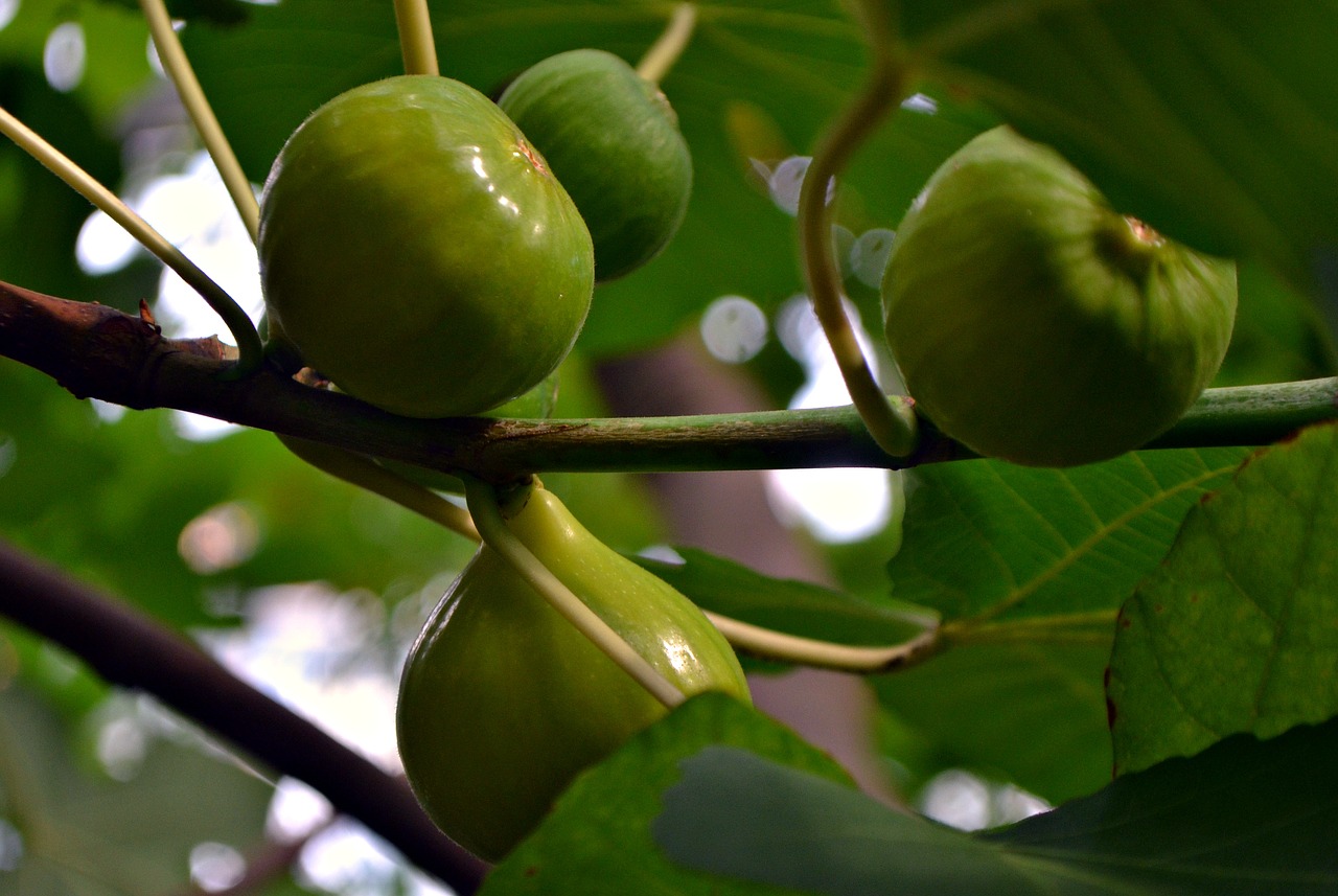 figs guys fig tree free photo