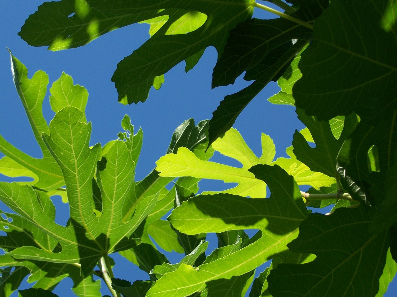 figs fig leaves free photo
