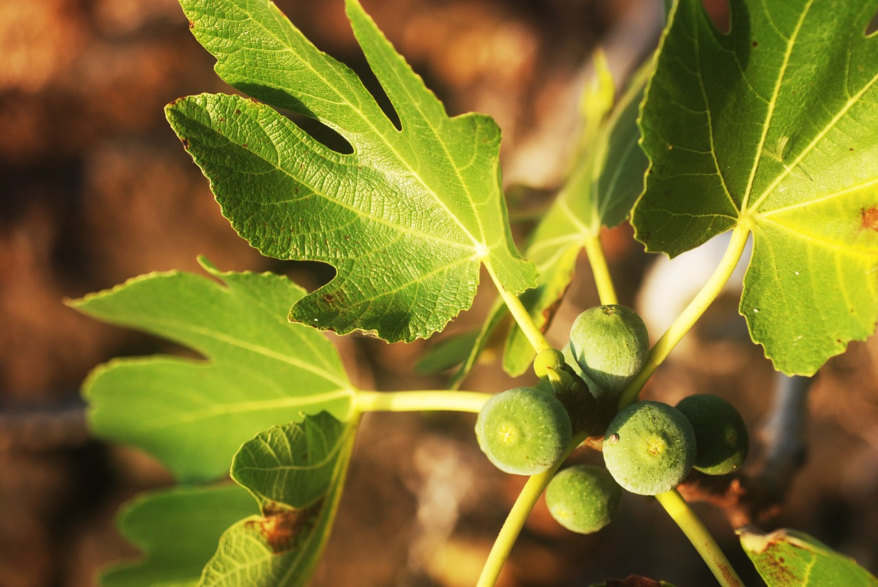 figs fig tree plant free photo