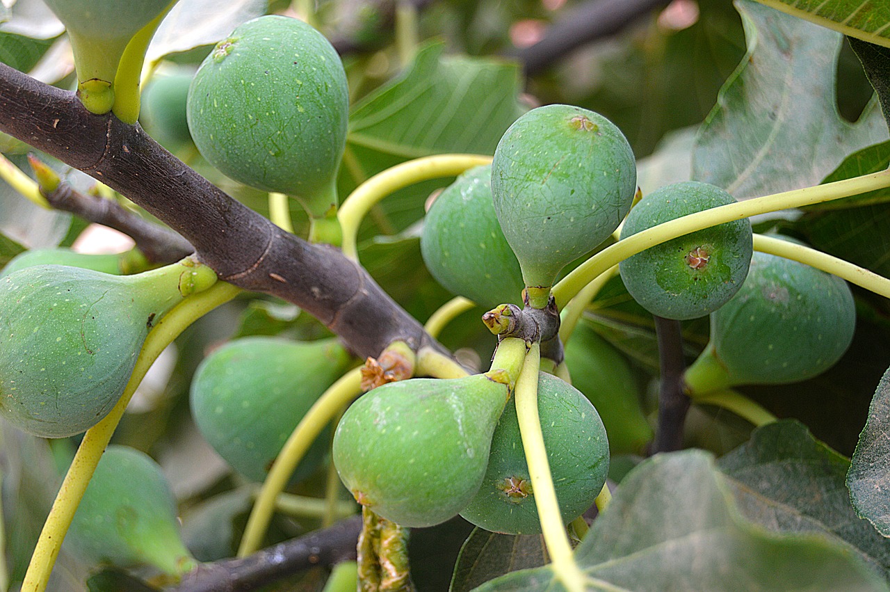 figs fruit fig tree free photo