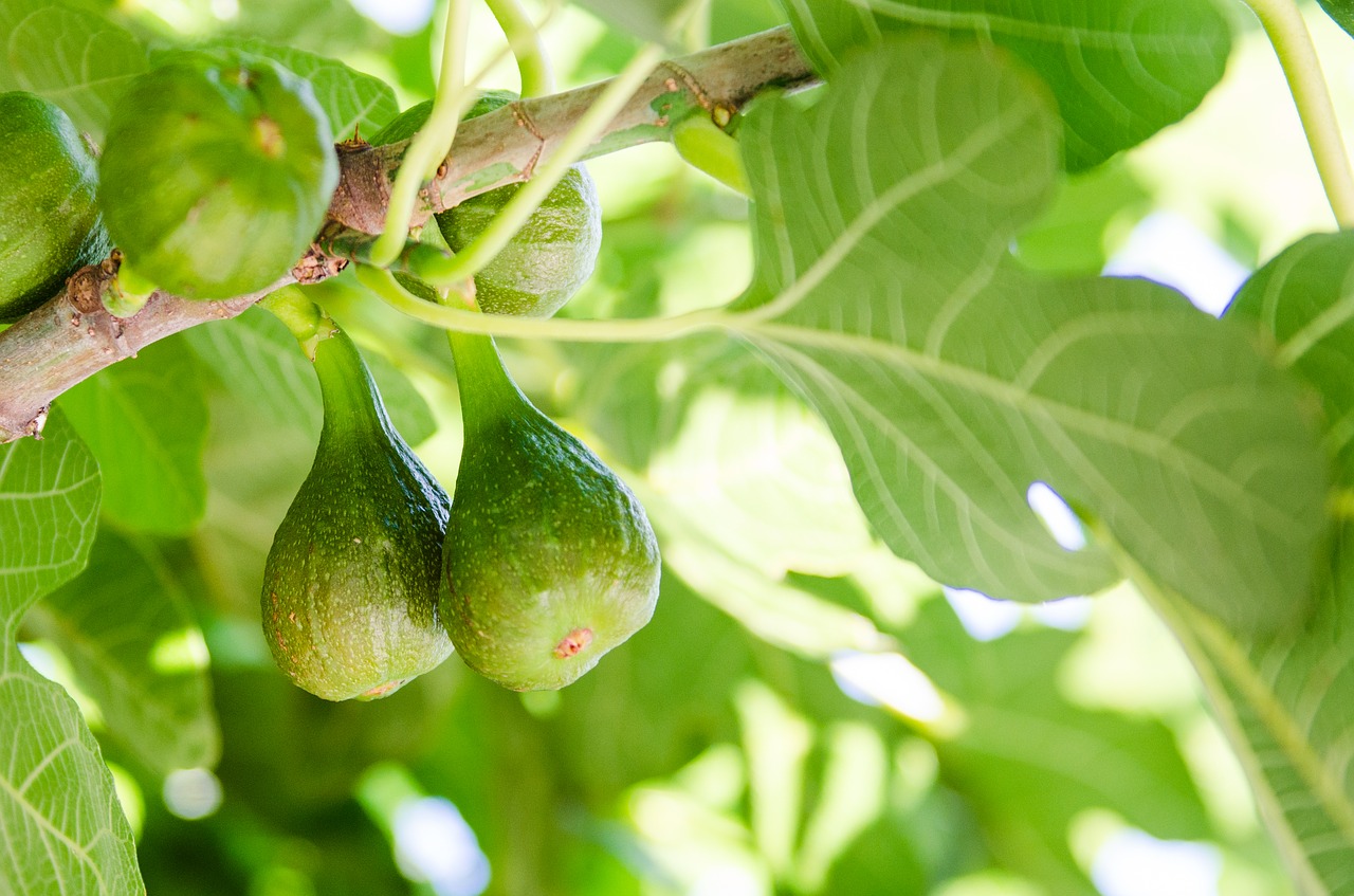 figs fig tree tree free photo