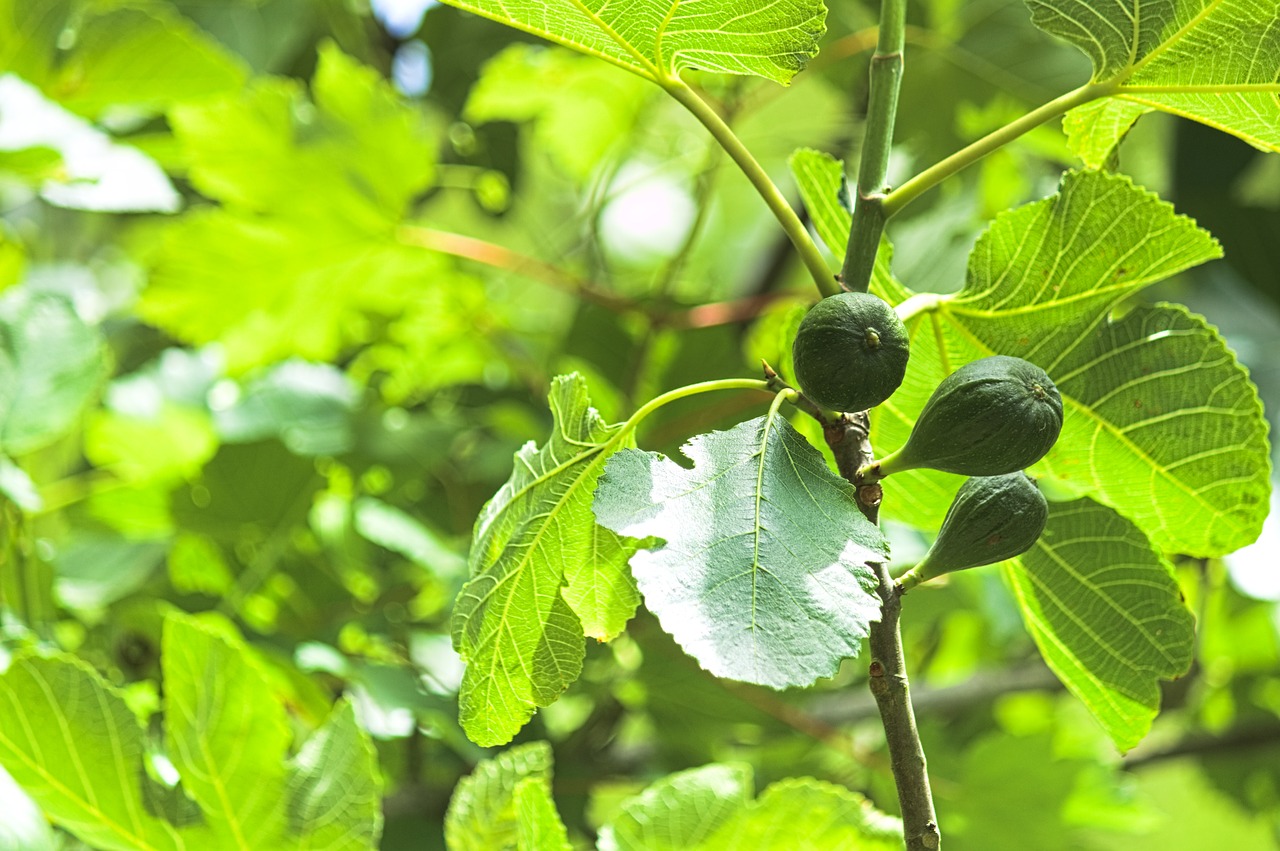 figs  fig tree  fruit free photo