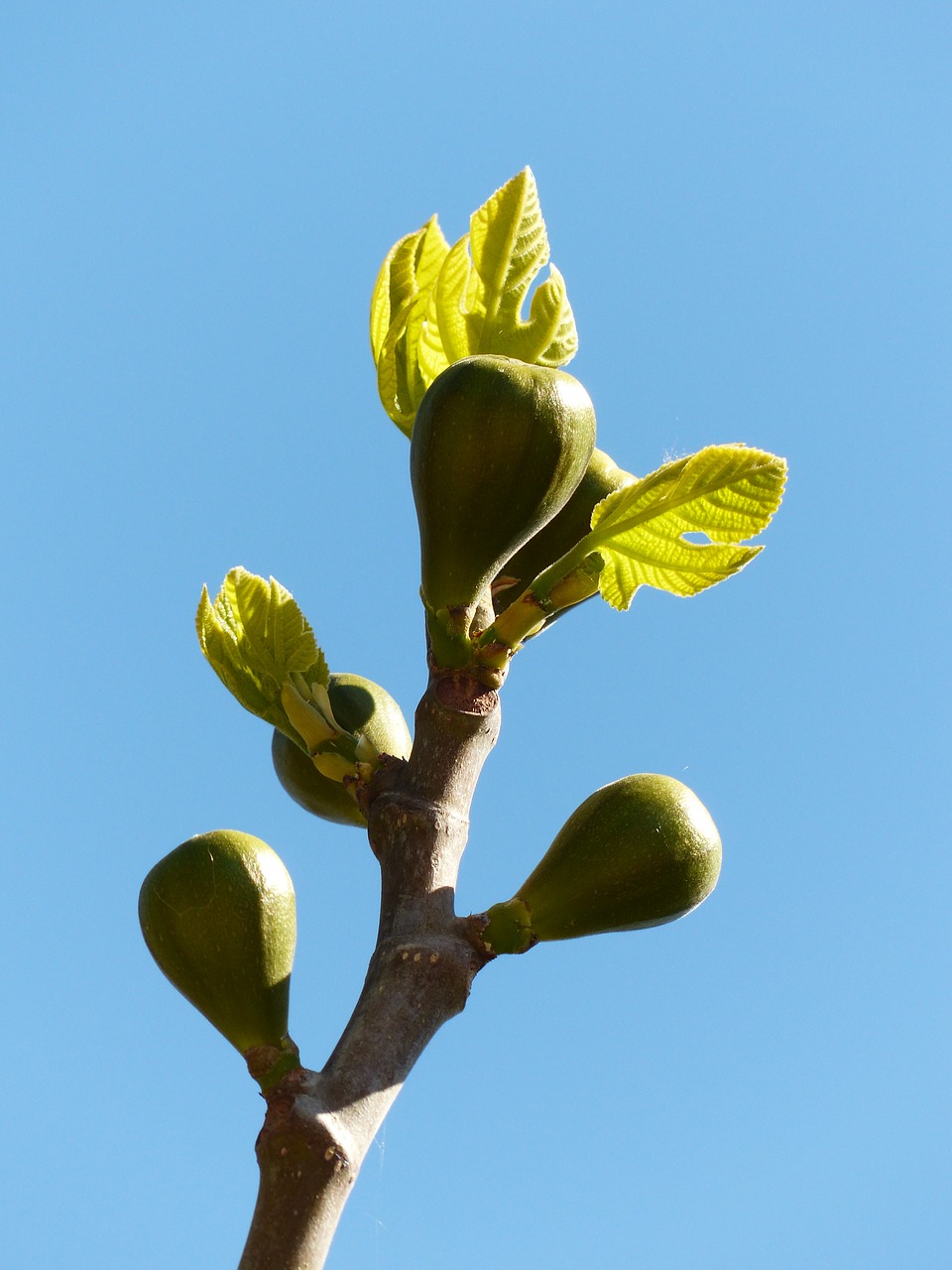 figs fig tree fruits free photo