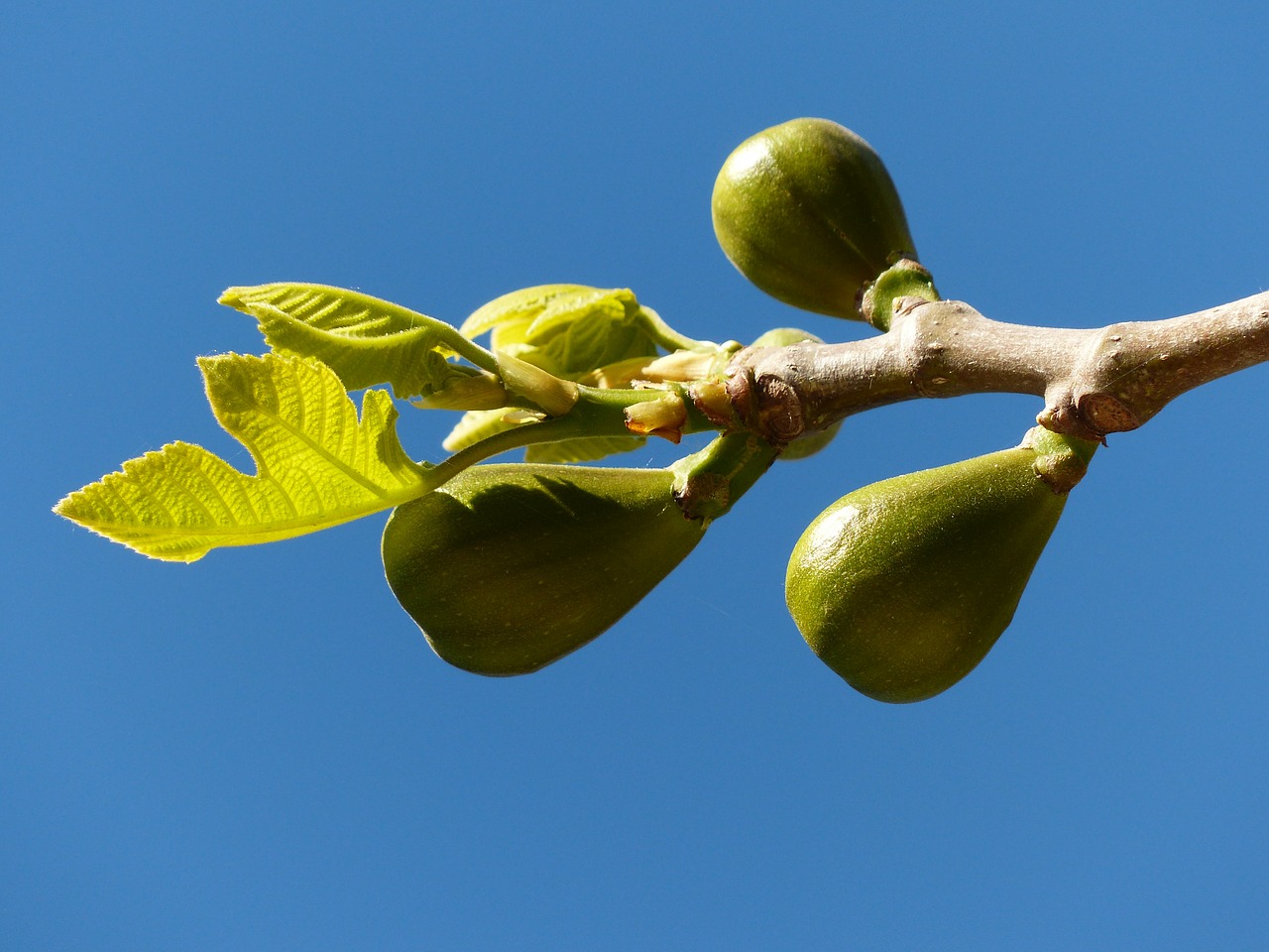figs fig tree fruits free photo