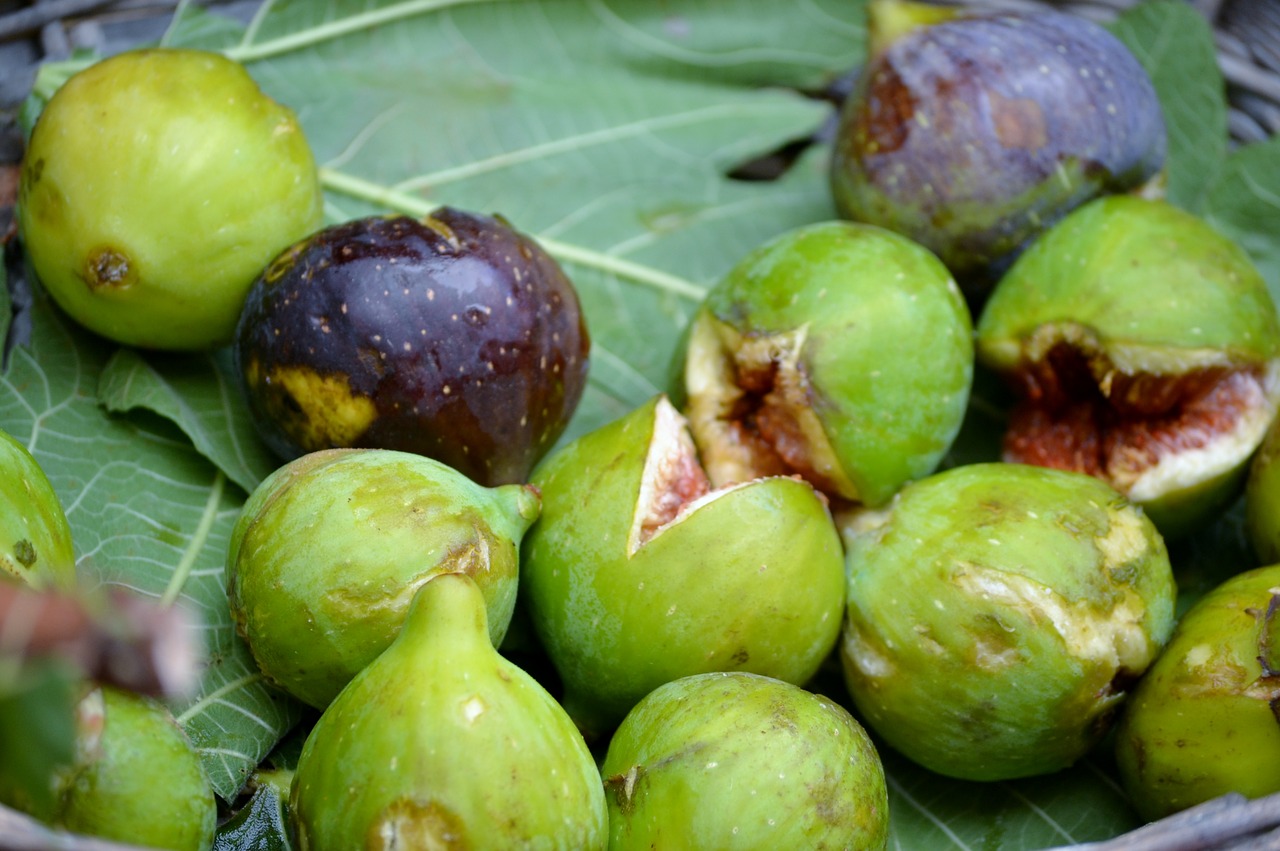 figs  purple  green free photo