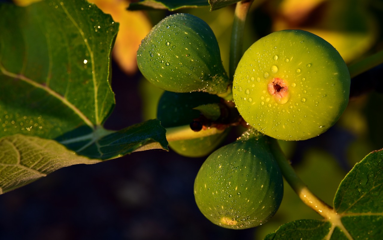 figs  fig tree  green free photo