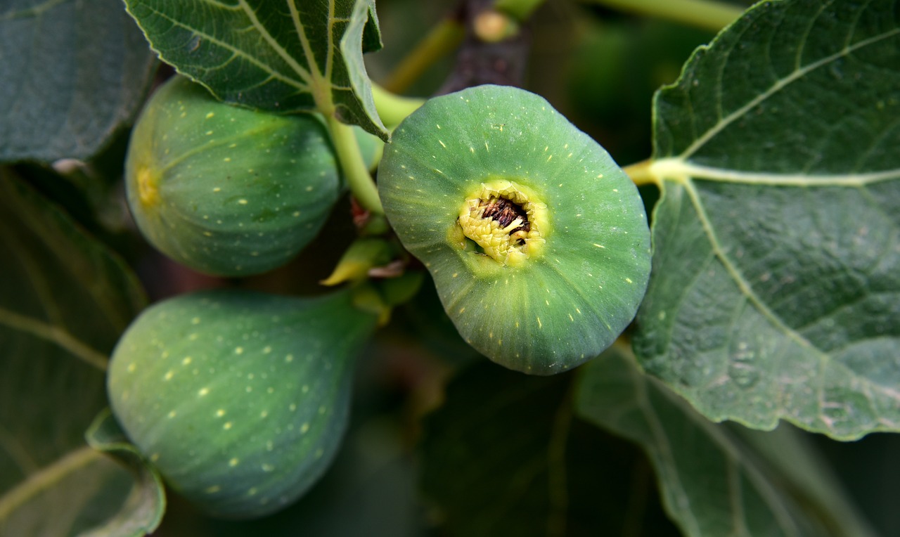 figs  green  fruit free photo