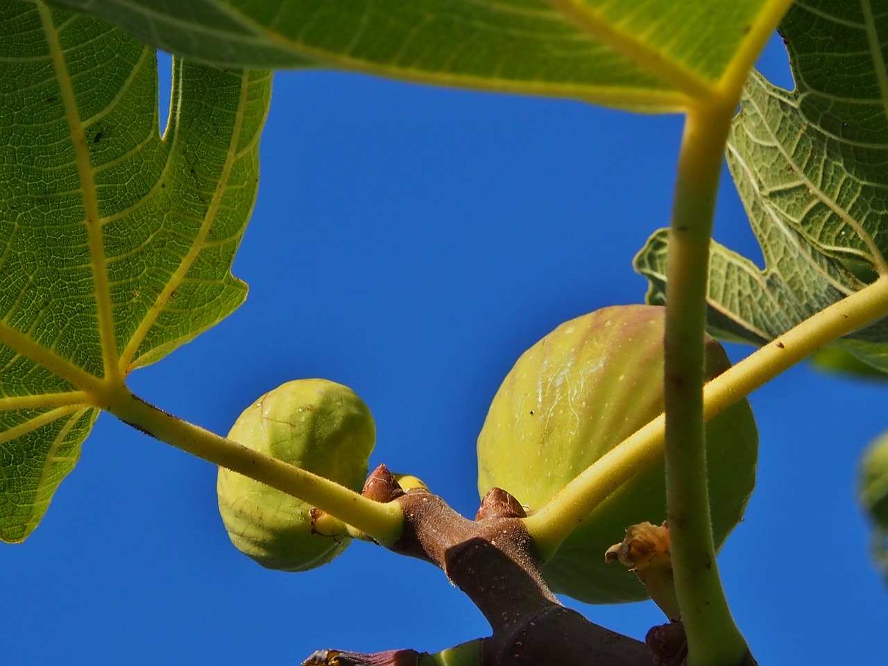 figs  tree  fruits free photo