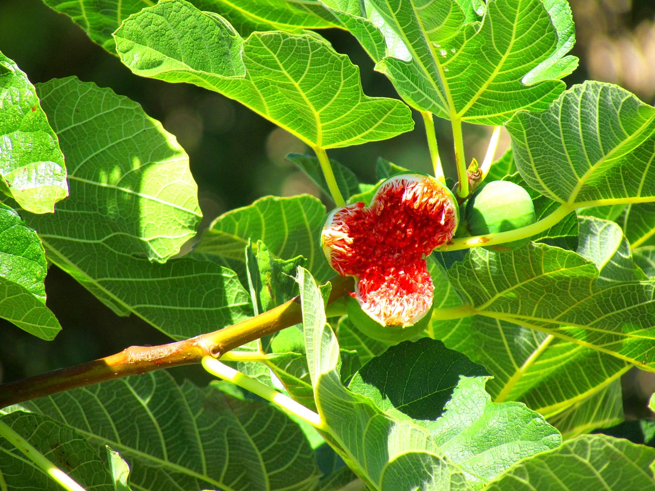 figs fig tree fig fruit free photo