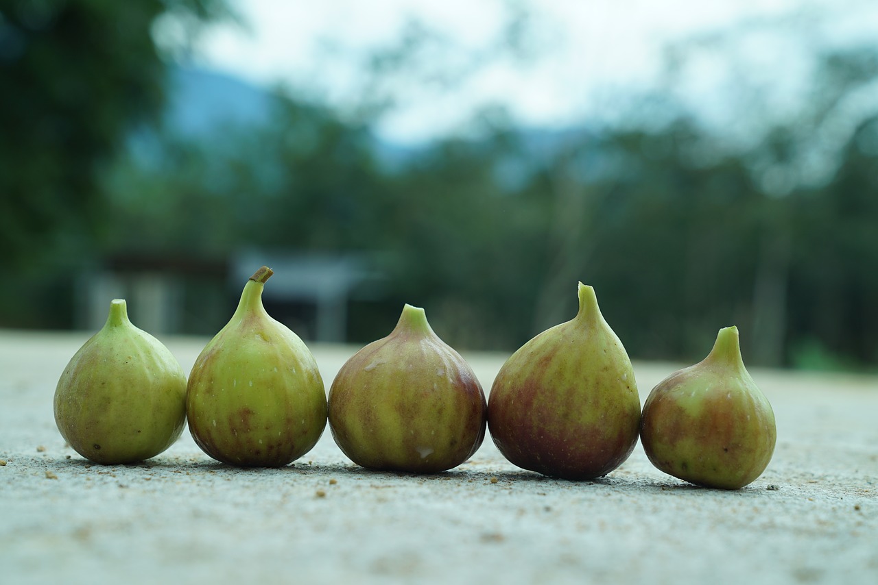 figs  tropical figs  agriculture free photo