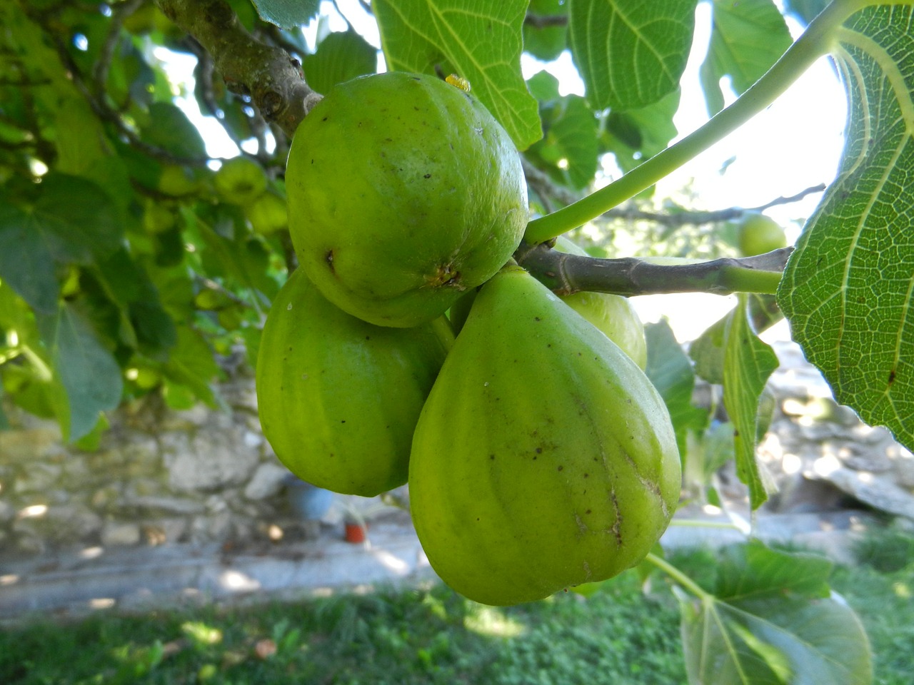figs fruit fig tree free photo