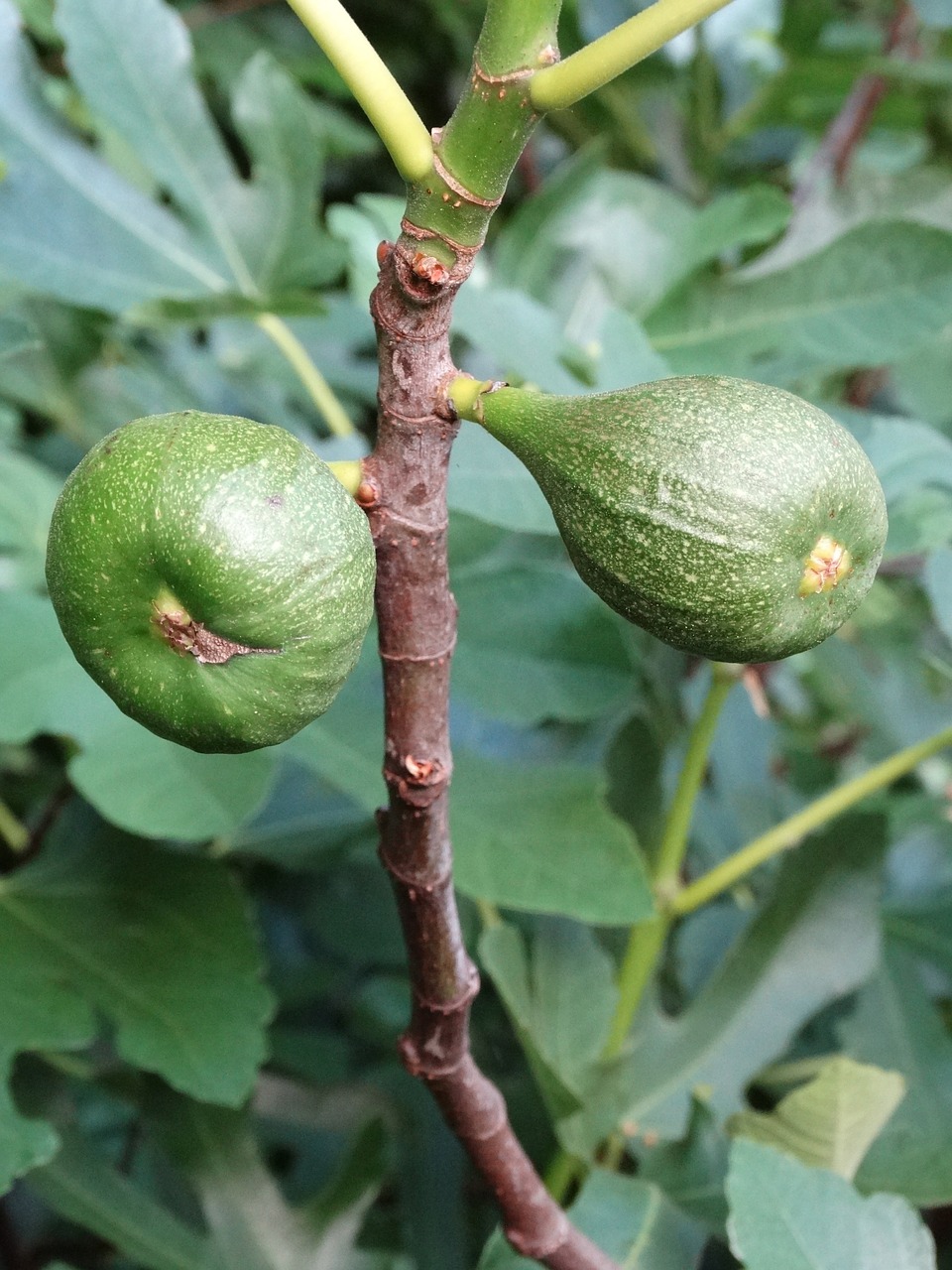 figs plant nature free photo