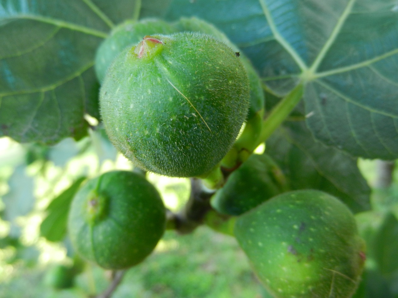 figs brebas fig tree free photo