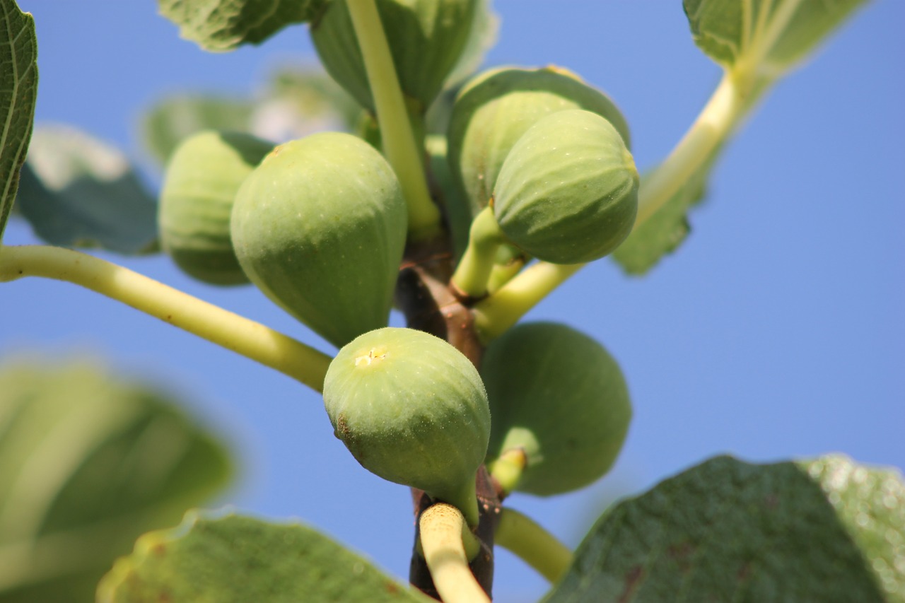 figs fruits fruit free photo