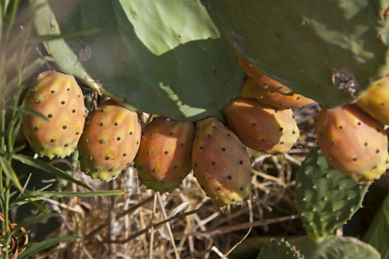 figs fig fruit fruit free photo