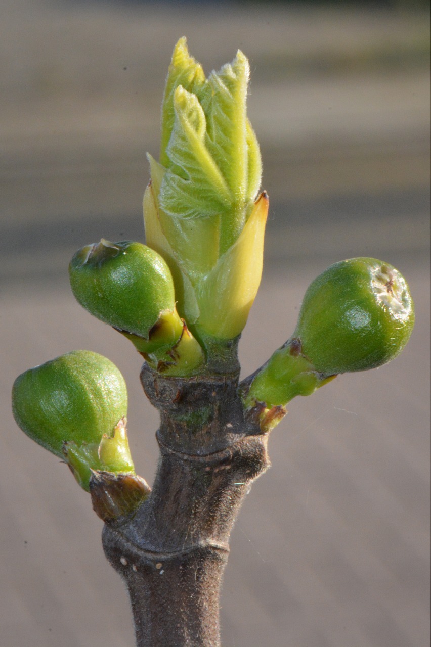 figs plant nature free photo