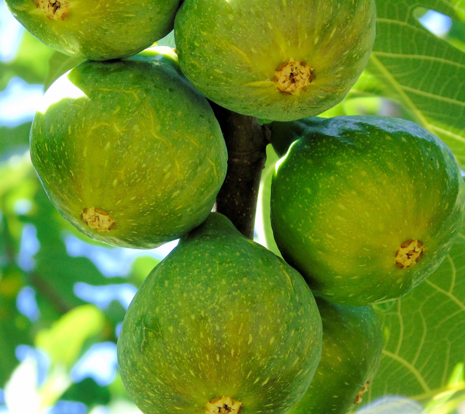 many figs fruits free photo