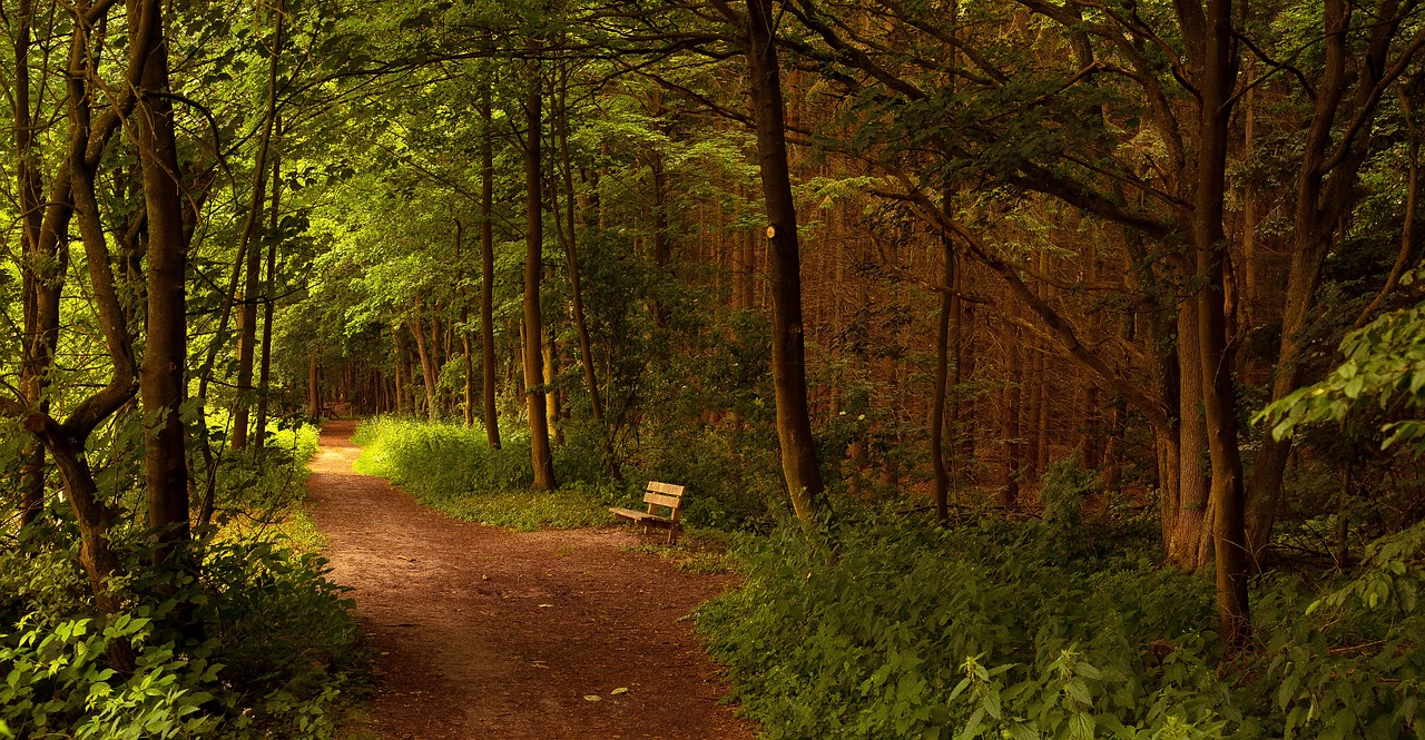 figtree  annas hoeve  forest free photo