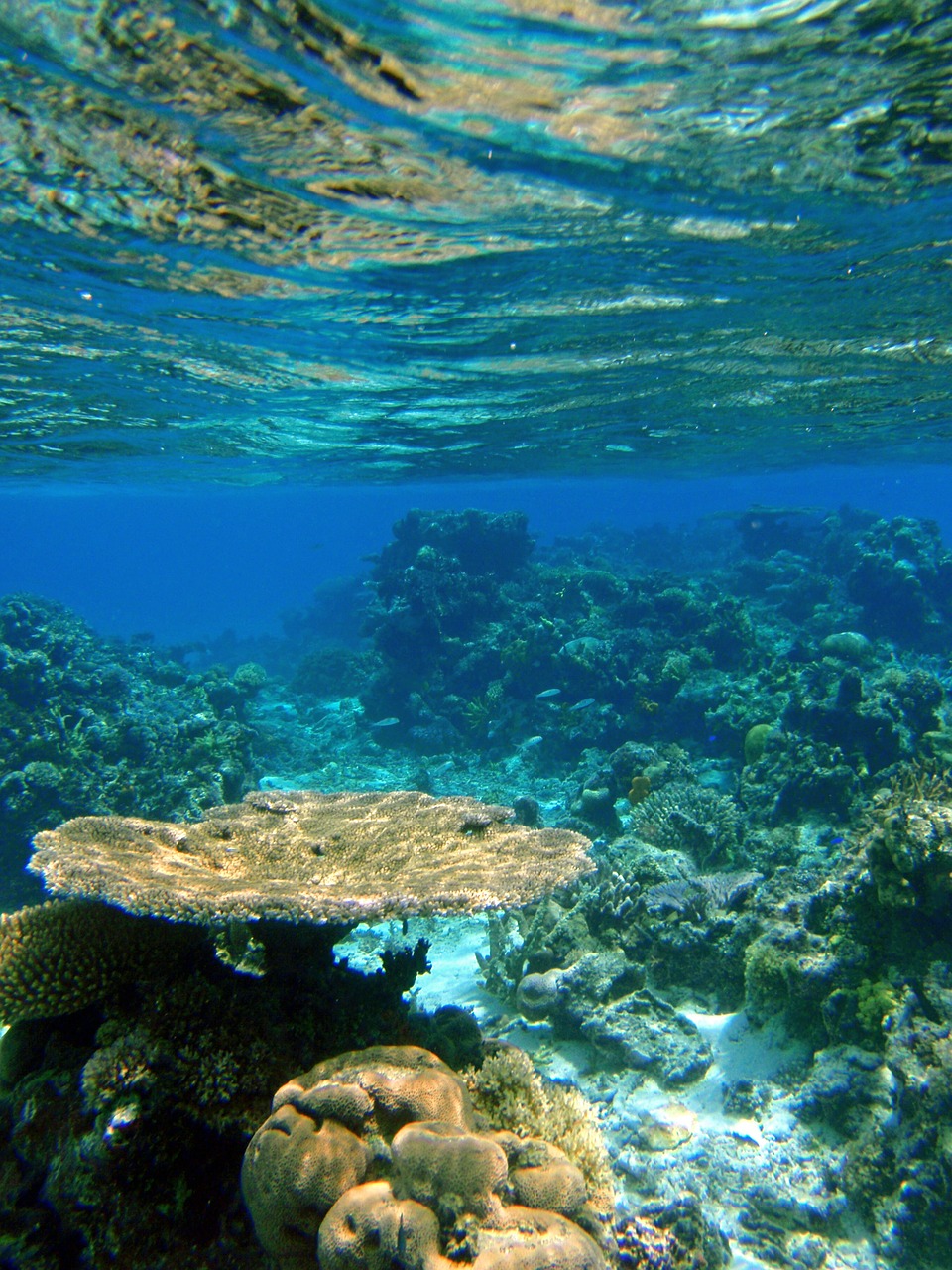 fiji reef coral free photo