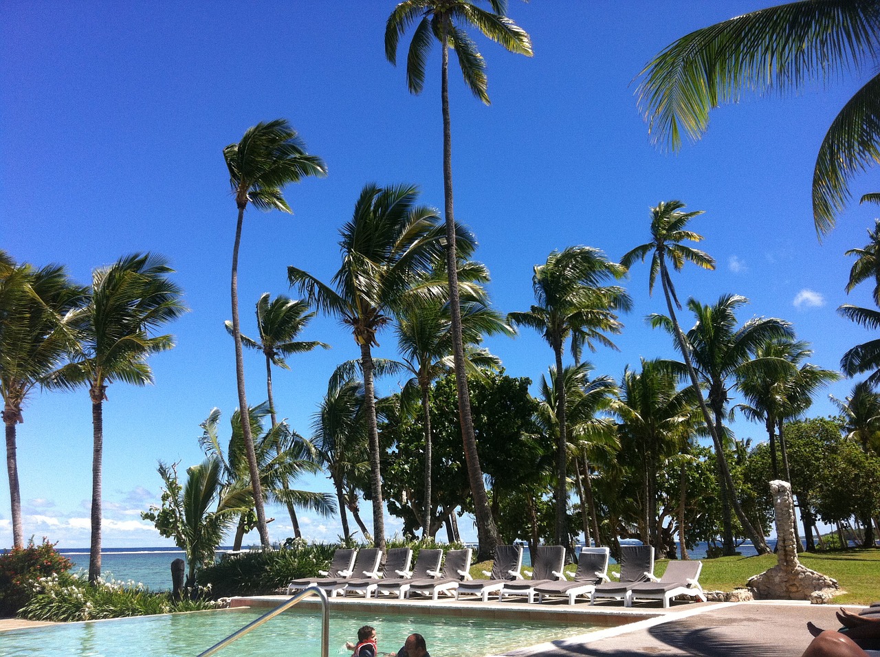 fiji resort palm trees free photo