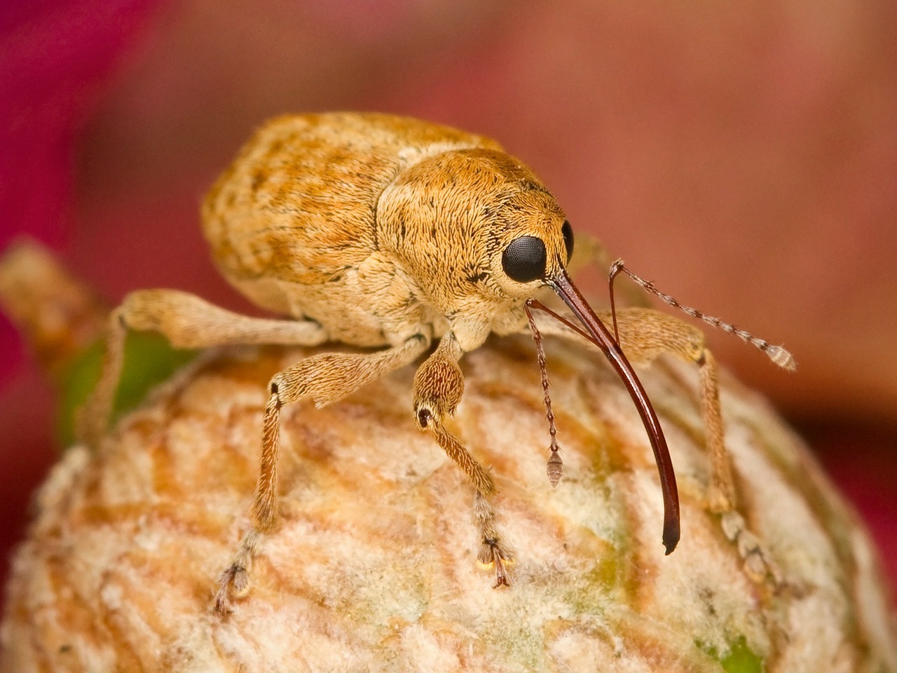 filbert weevil bug insect free photo