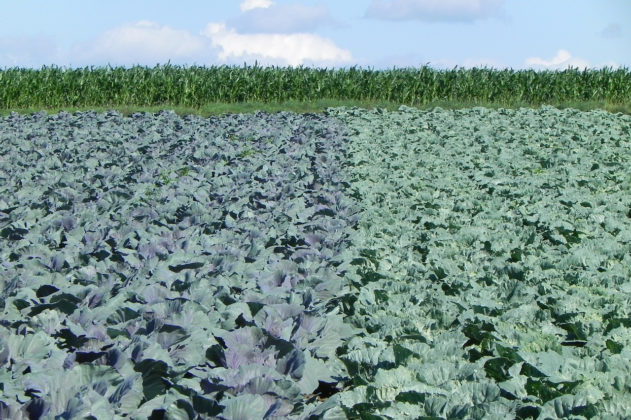 filder herb field landscape free photo