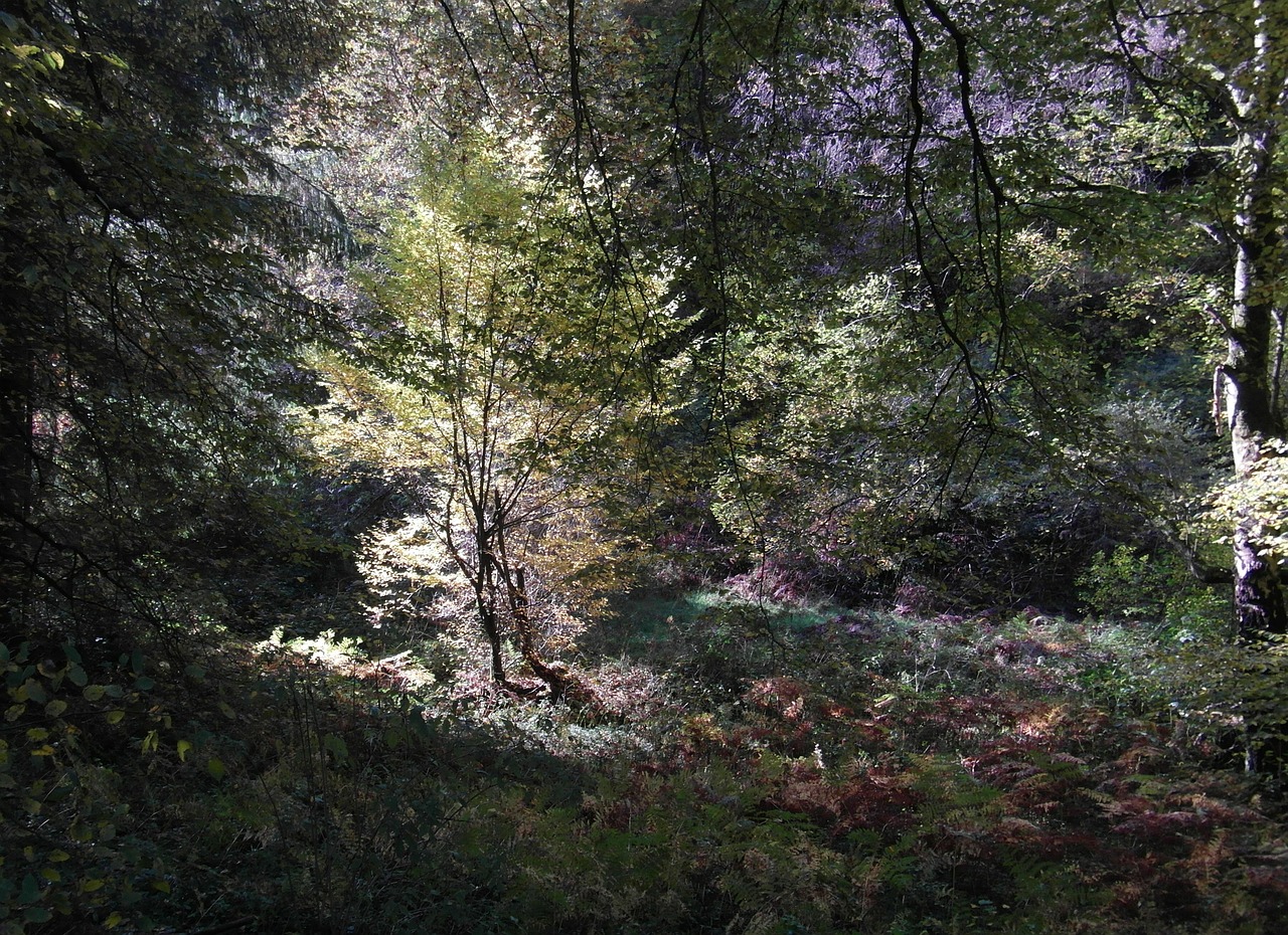 filigree trees autumn free photo