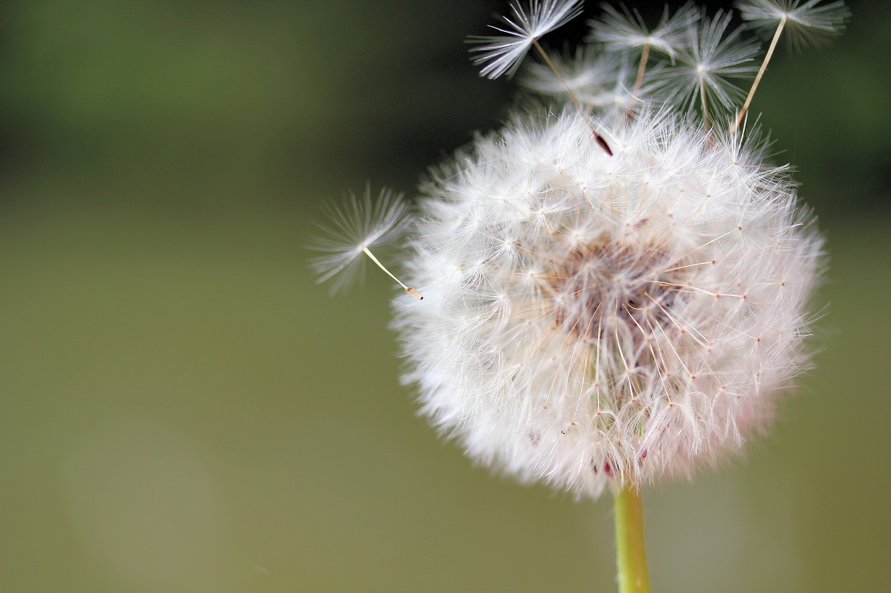 filigree  dandelion  seeds free photo