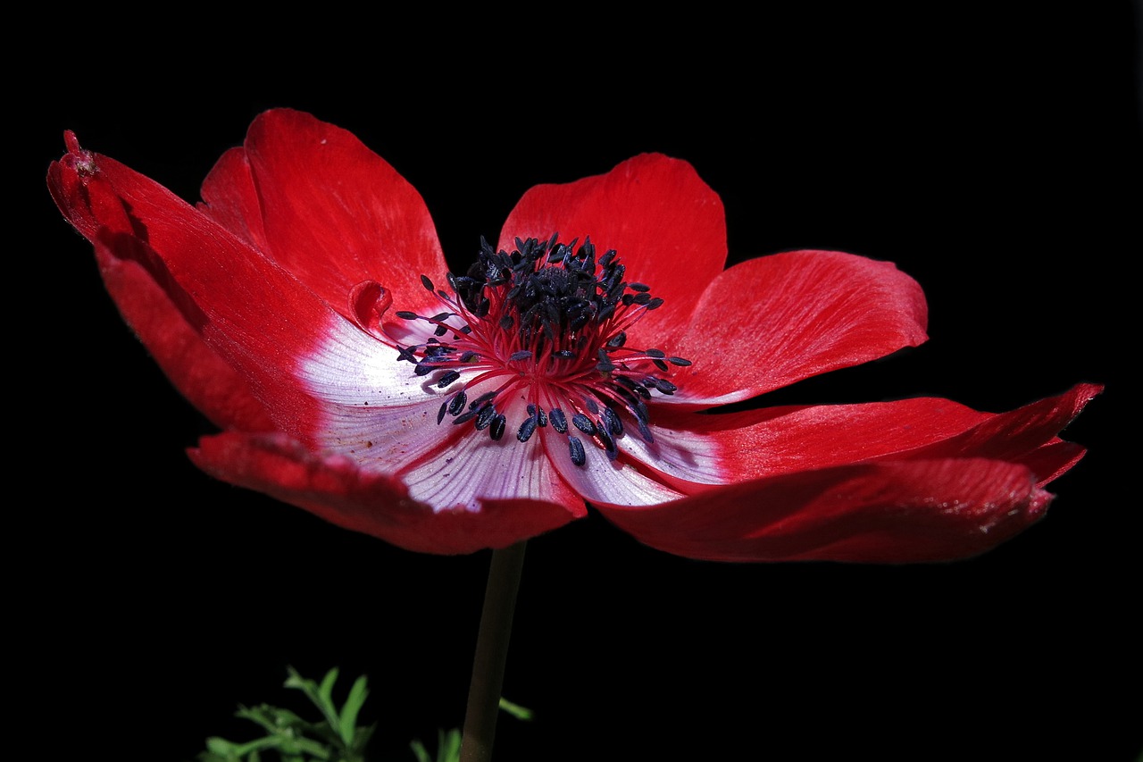filled anemone  red  blossom free photo