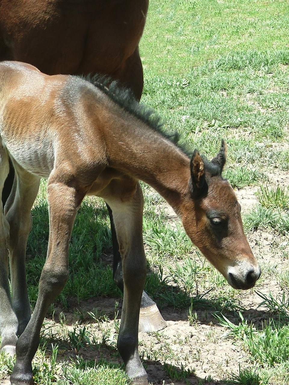 filly newborn bay free photo