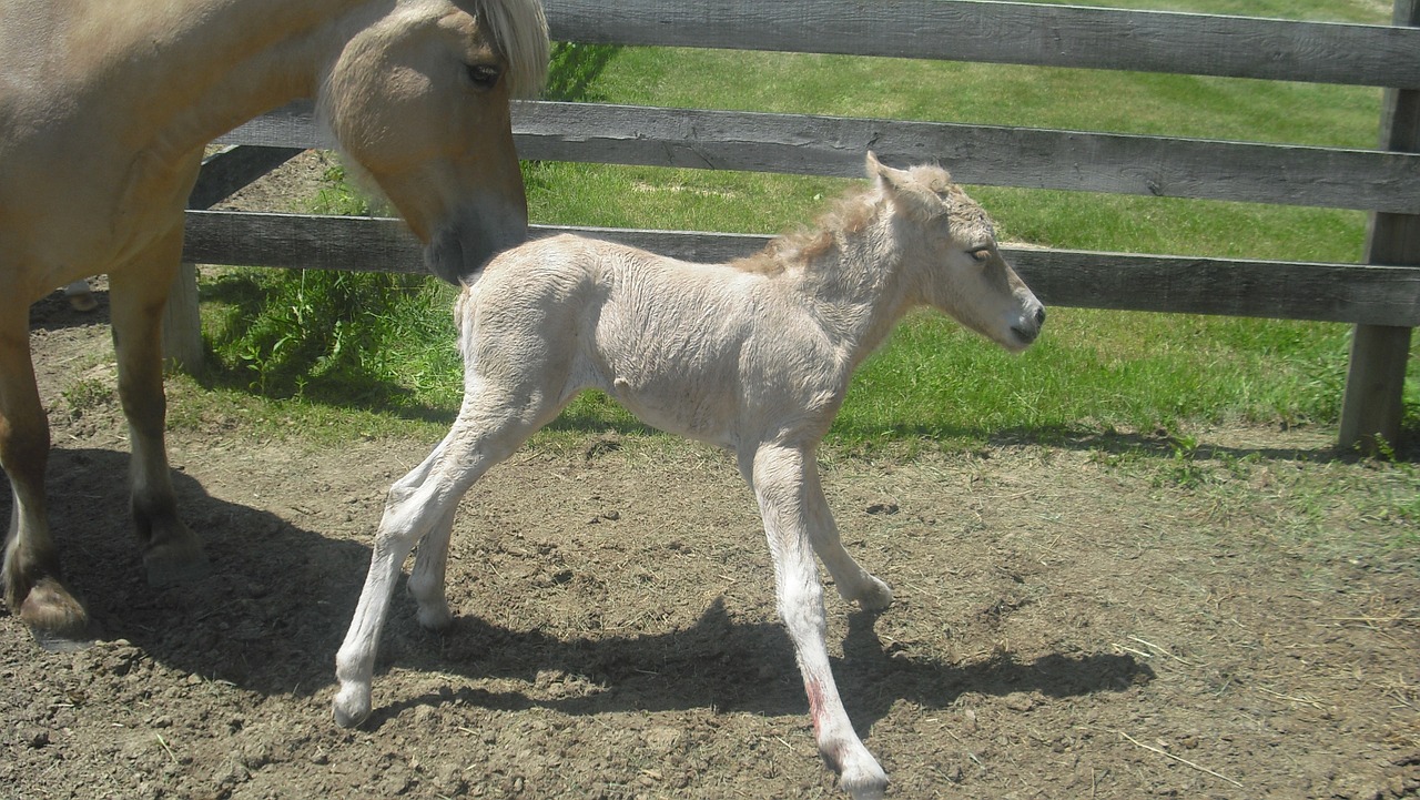 filly horse newborn free photo