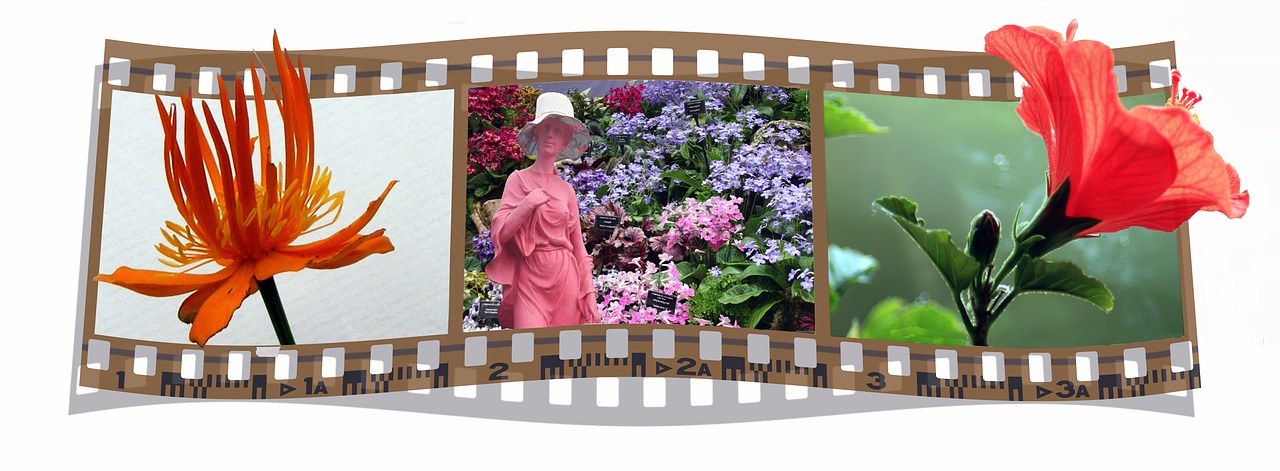 film filmstrip flowers free photo