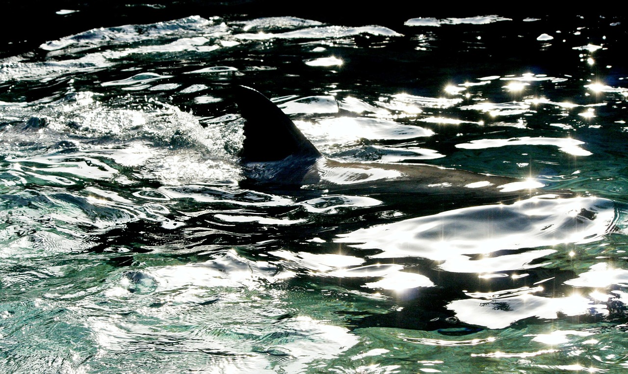 fin water dolphin free photo