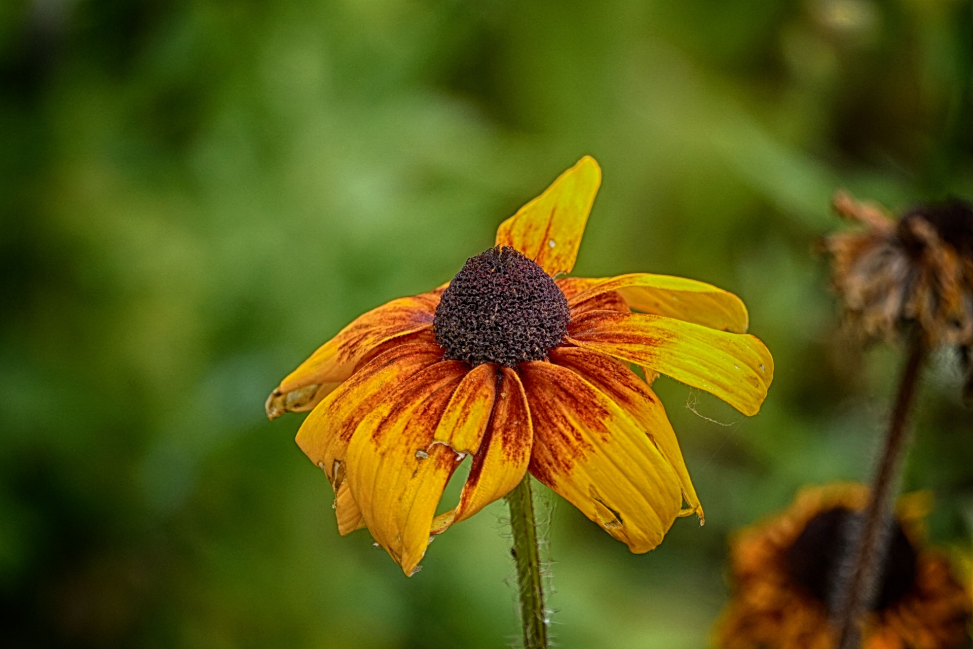 flower flora botanical free photo