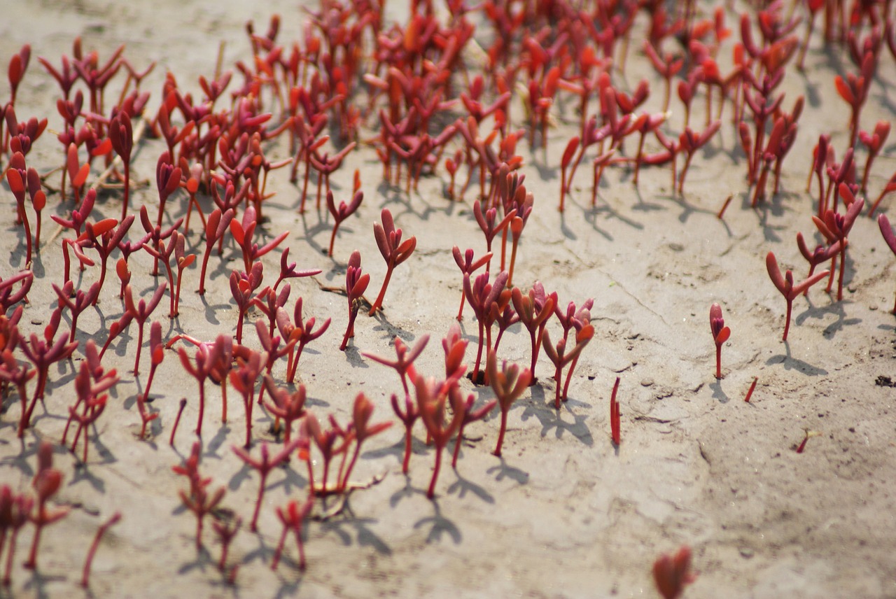 fin suaeda red plants shoals free photo