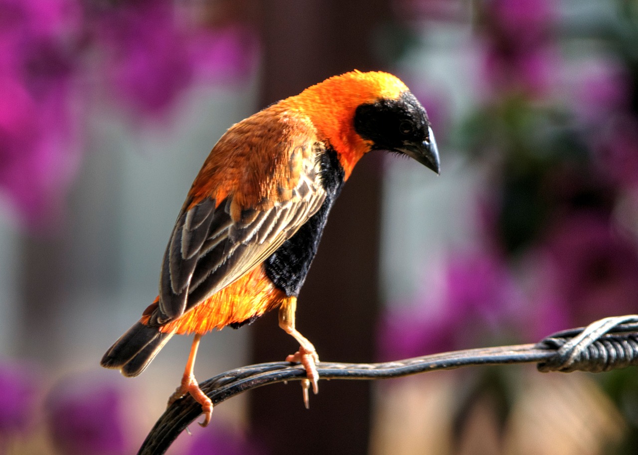 finch bird garden free photo