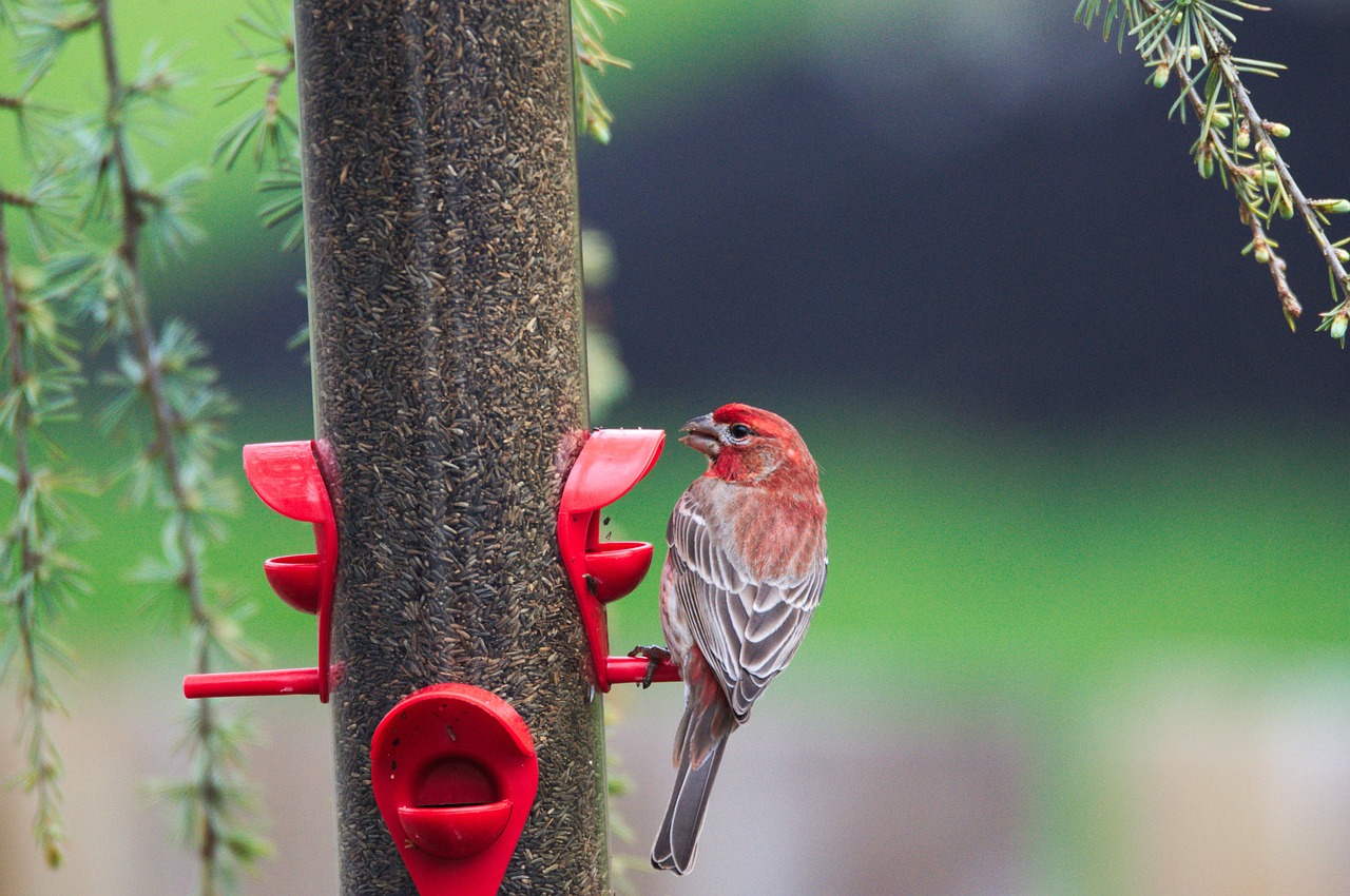 finch bird wildlife free photo