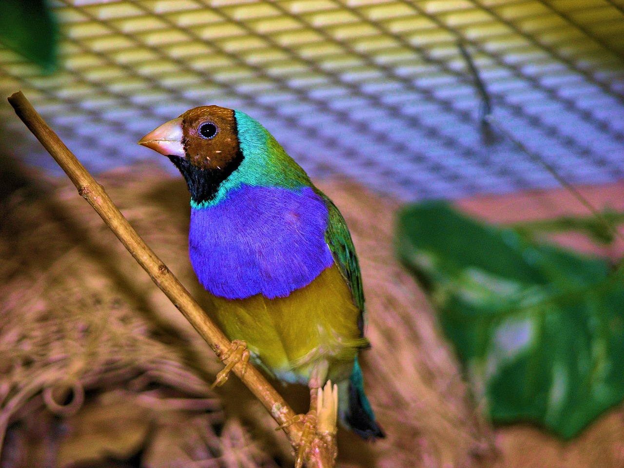 finch colorful bird free photo